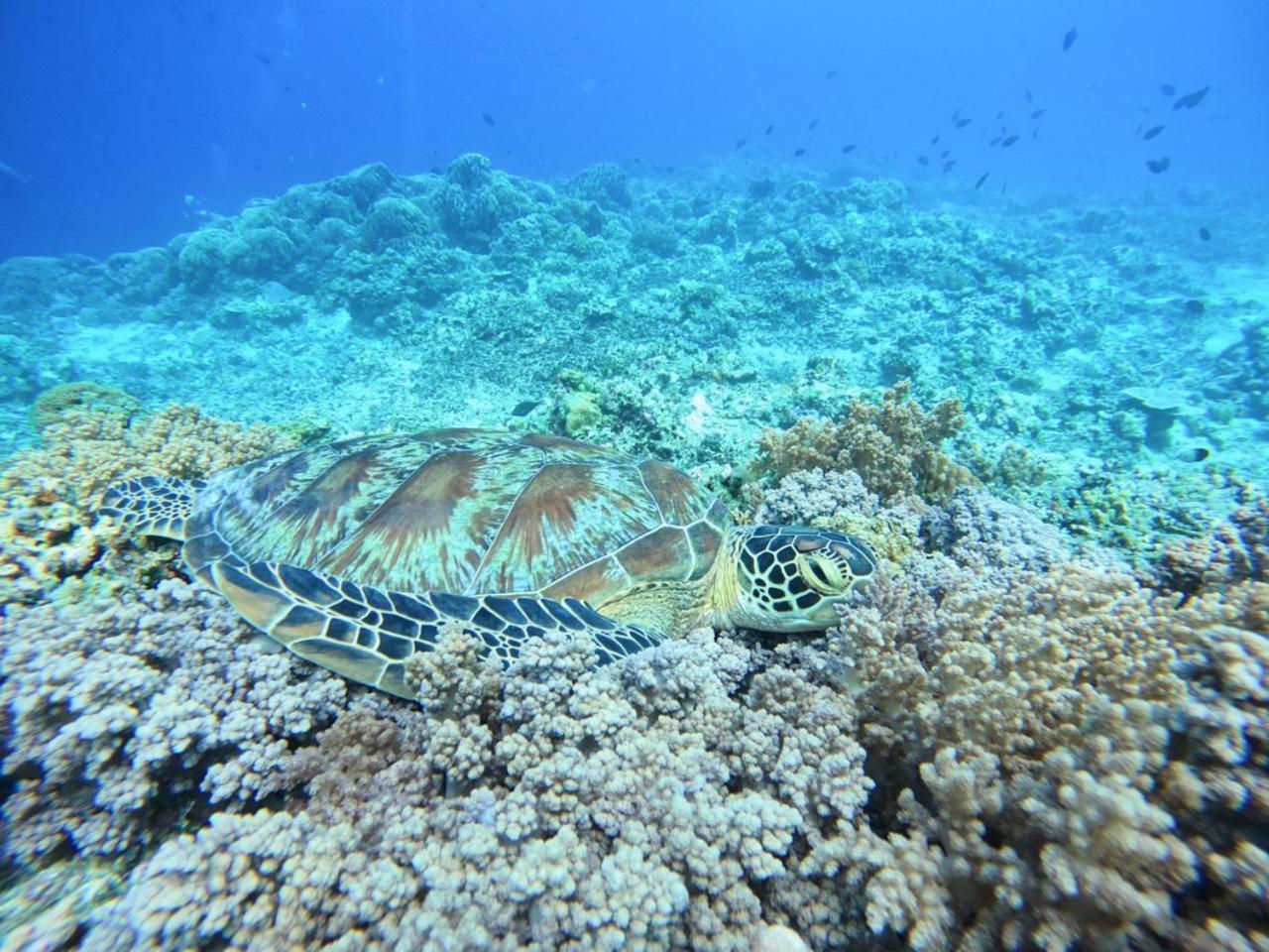 Diversia Diving Club & Bungalows Gili Trawangan Exterior photo